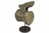Fossil Camarasaurus Caudal Vertebra with Metal Stand - Colorado #335444-2